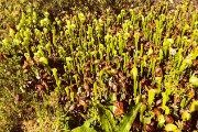 Cobra plants - carnivorous and native to the Siskiyou mountains